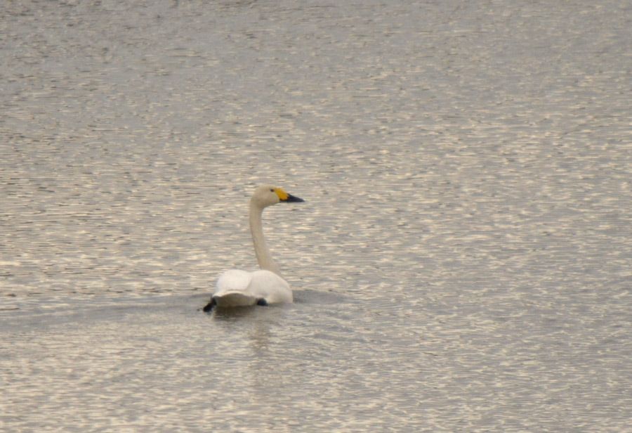 Whooper Swan