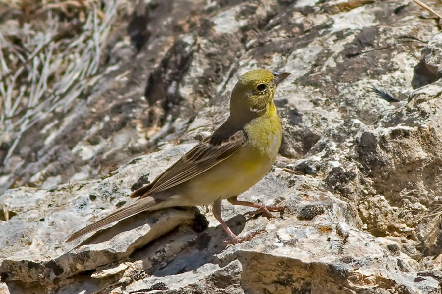 Cinereous Bunting