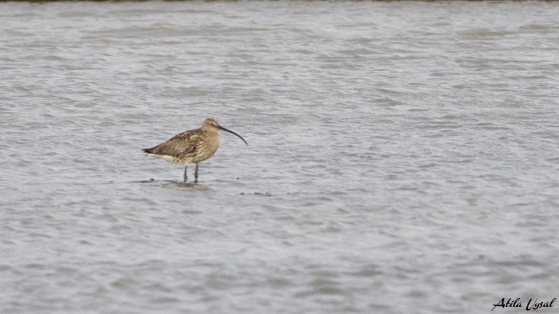 Eurasian Curlew