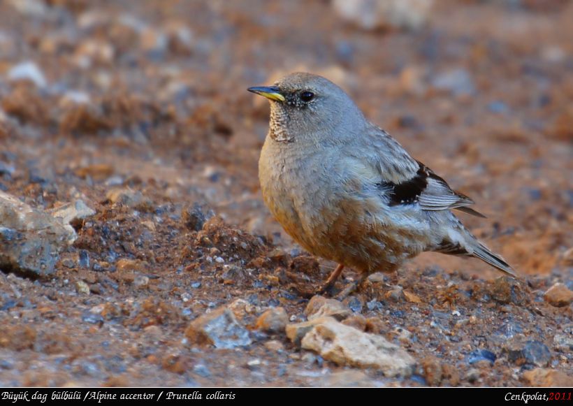 Alpine Accentor