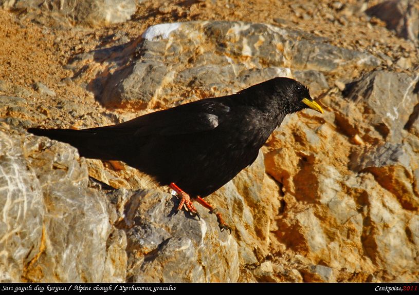 Alpine Chough