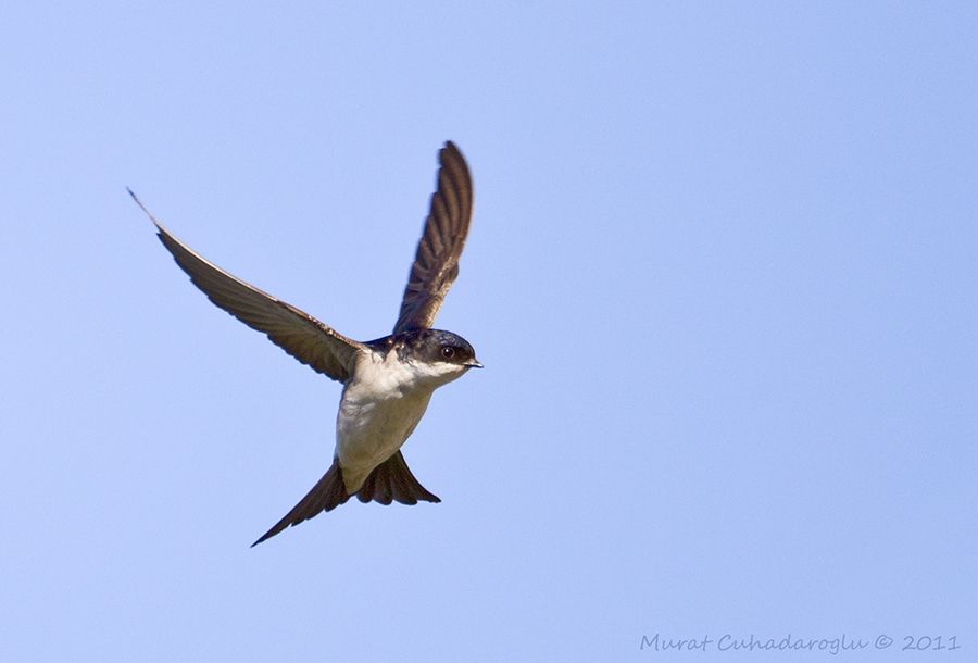 Common House Martin