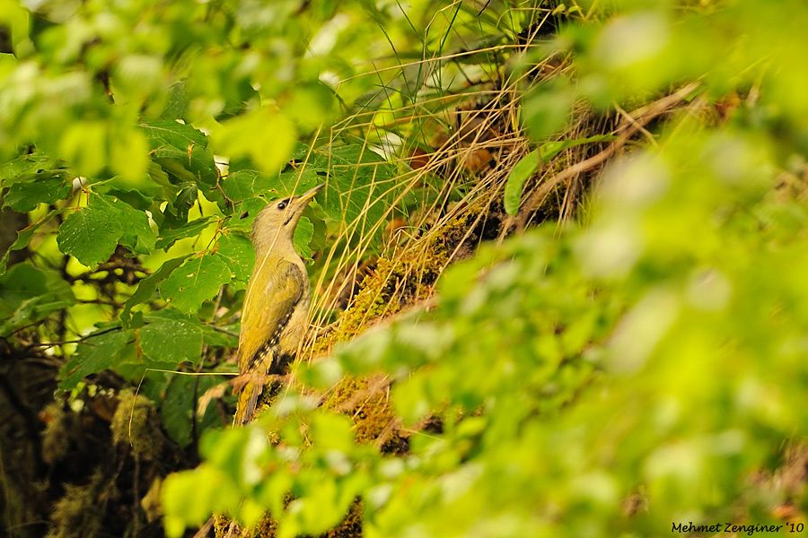 Grey-headed Woodpecker