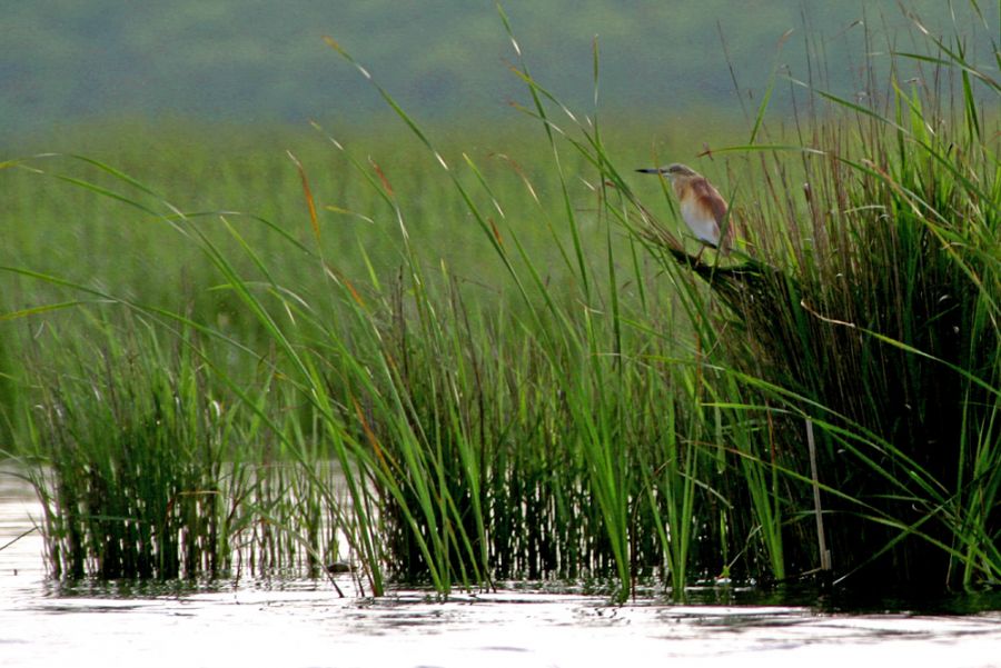 Squacco Heron
