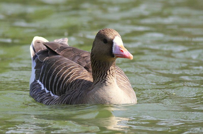Greater White-fronted Goose