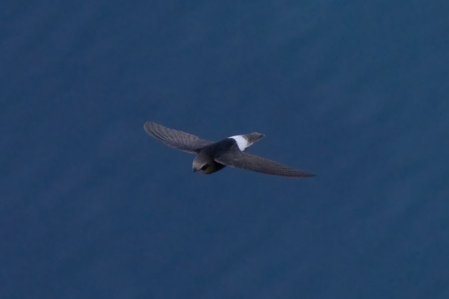 Little Swift