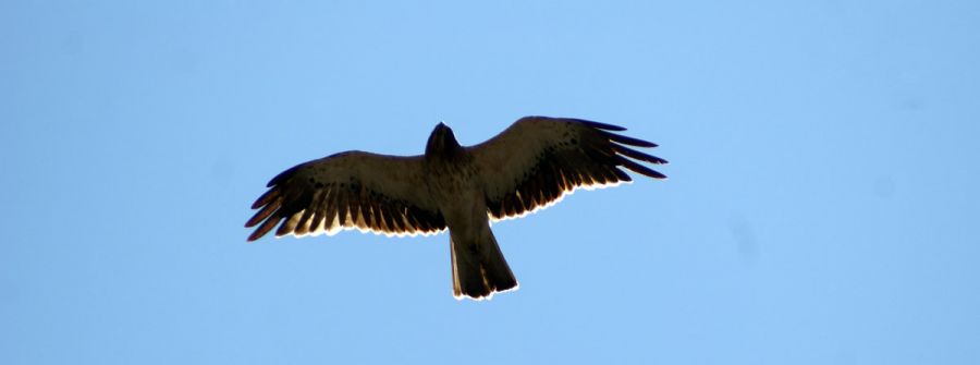 Küçük Kartal