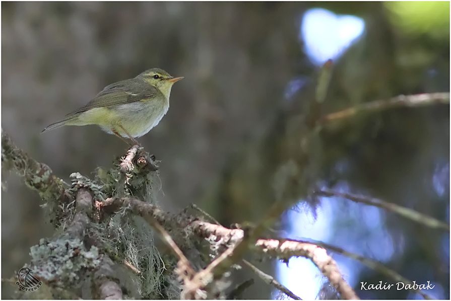 Green Warbler