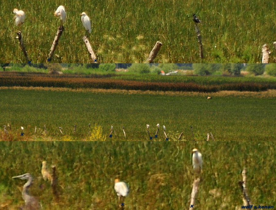Sığır Balıkçılı