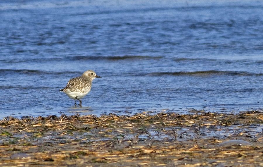 Grey Plover