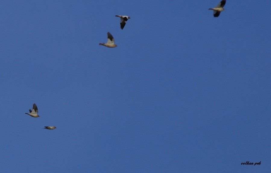 White-winged Snowfinch