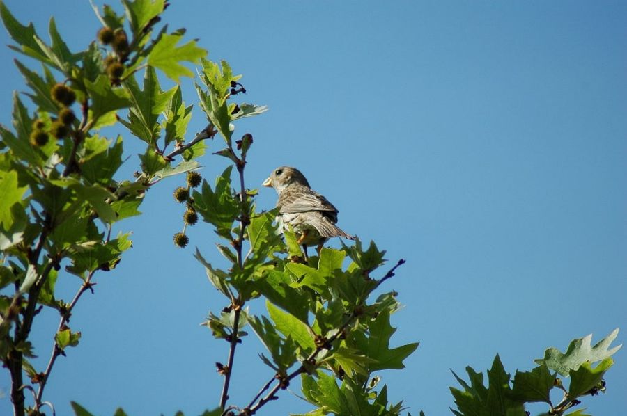 Corn Bunting