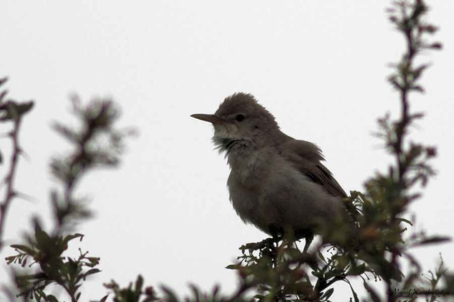 Upcher`s Warbler