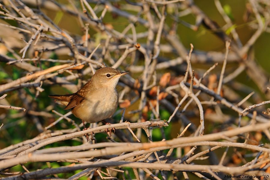 Savi`s Warbler