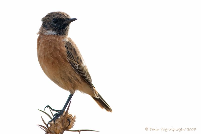 European Stonechat