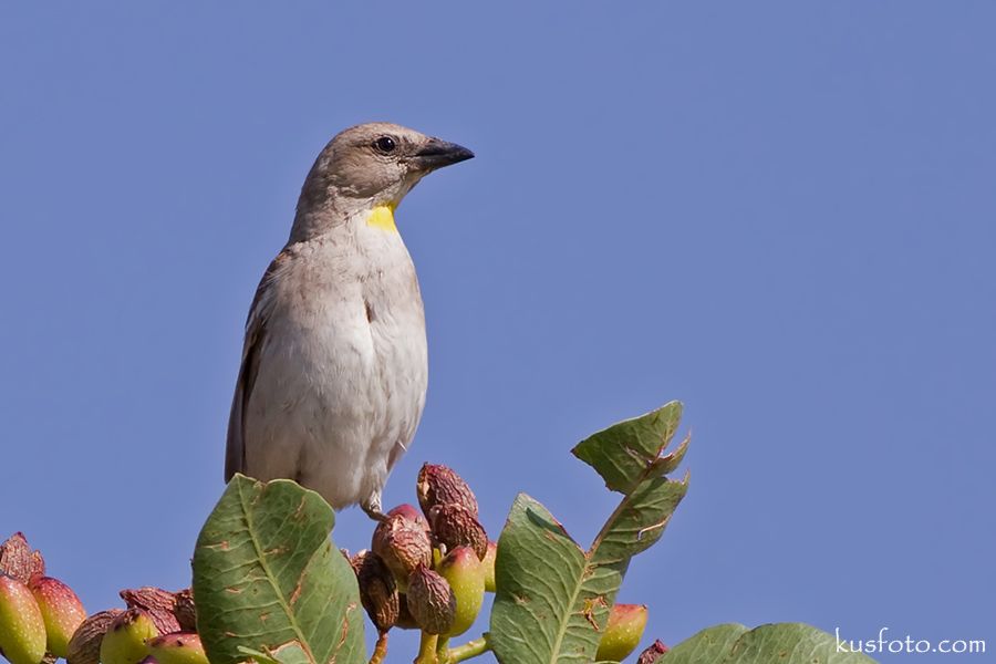 Yellow-throated Sparrow