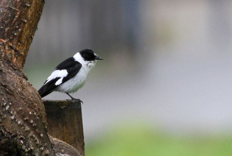 Collared Flycatcher