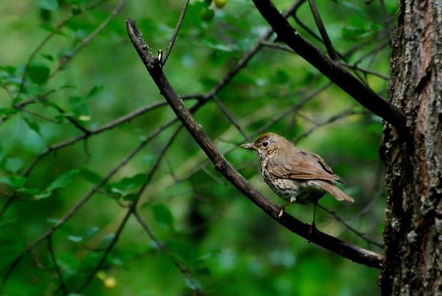 Song Thrush