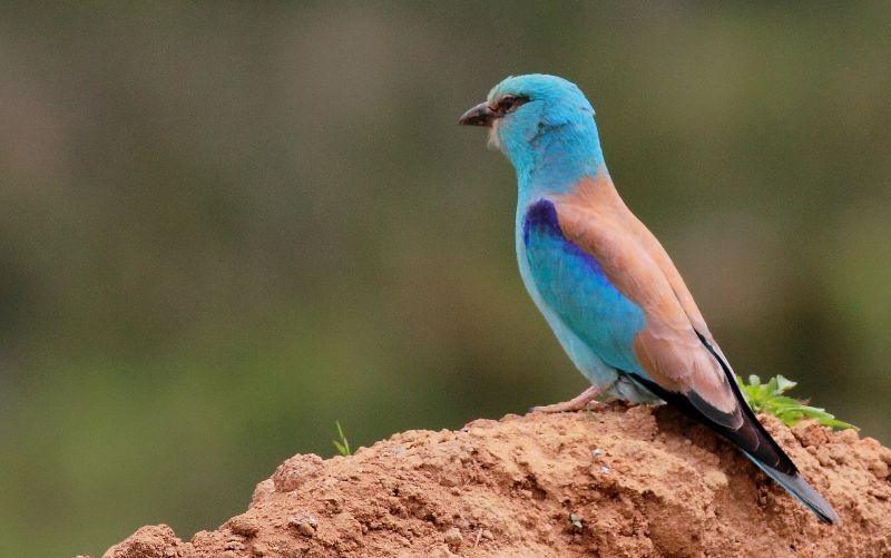 European Roller