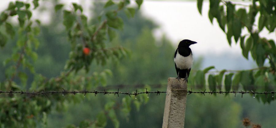 Eurasian Magpie