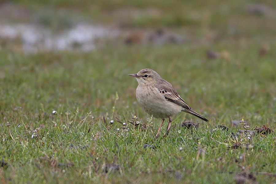 Tawny Pipit