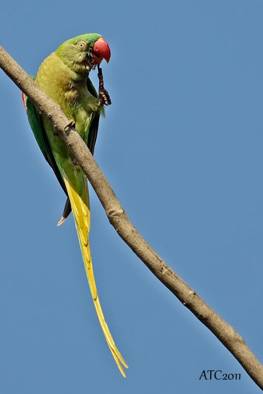 Alexandrine Parakeet