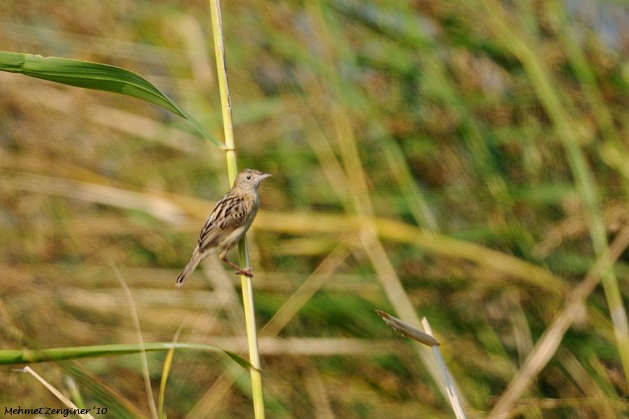 Zitting Cisticola
