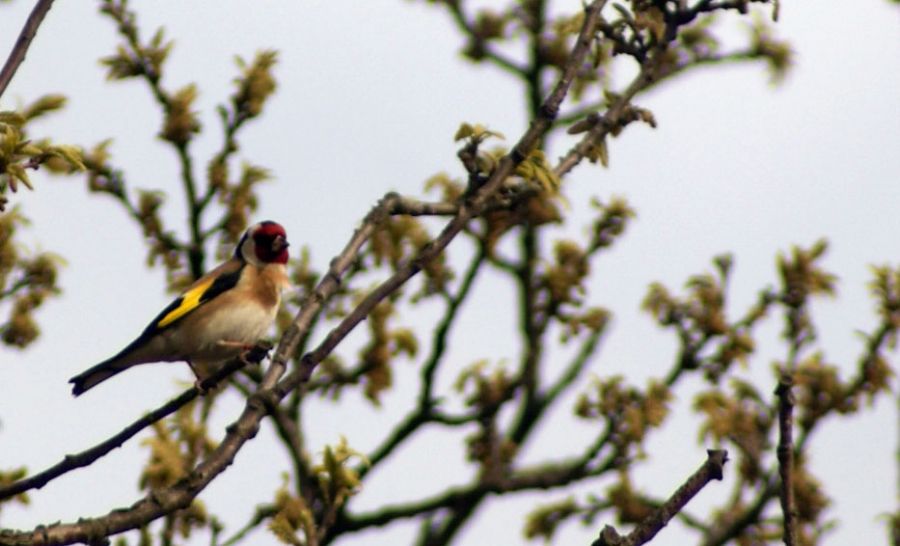 European Goldfinch