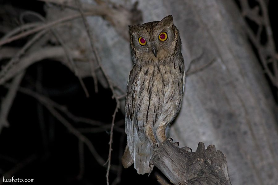 Pallid Scops Owl