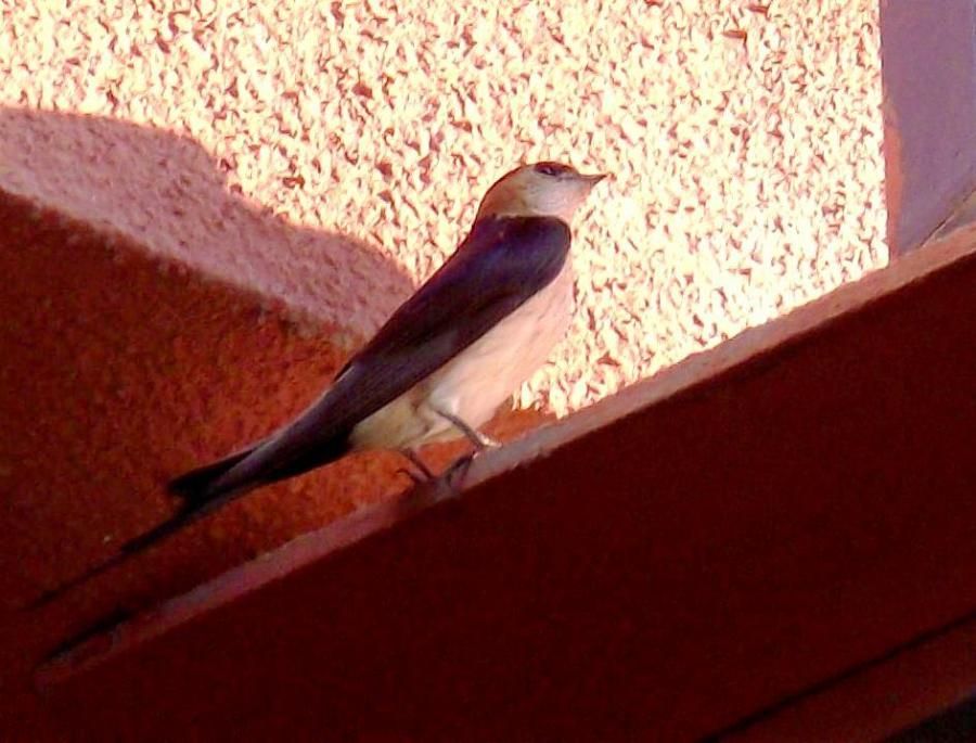European Red-rumped Swallow