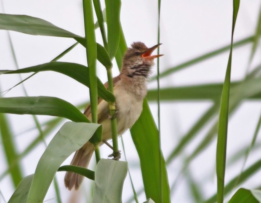 Great Reed Warbler