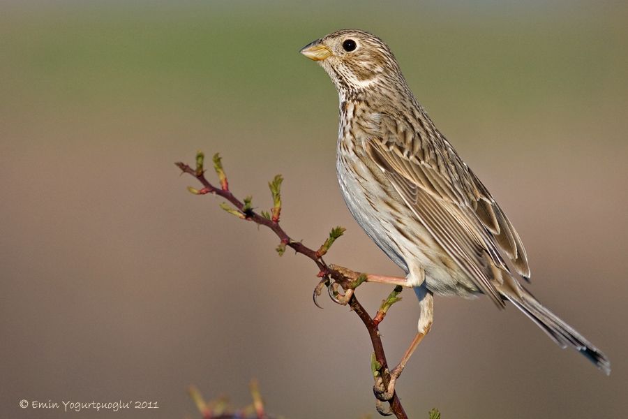 Corn Bunting