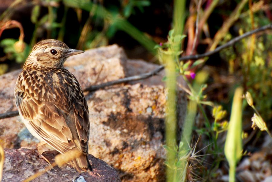 Woodlark