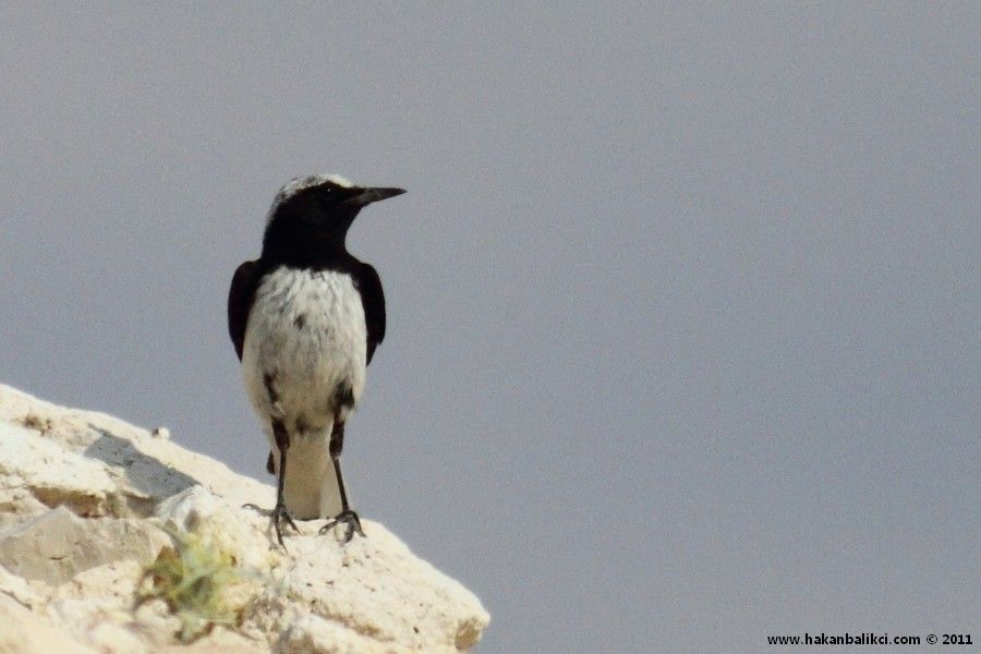 Finsch`s Wheatear