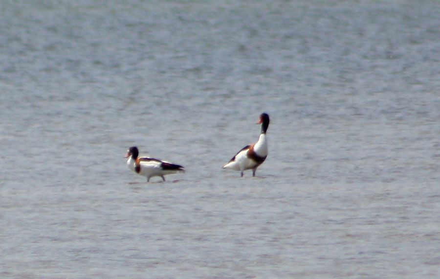Common Shelduck