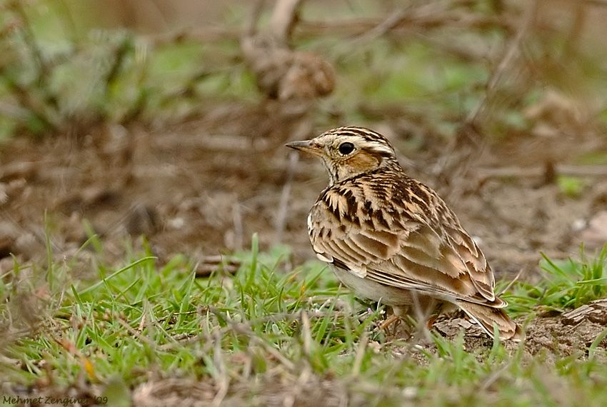 Woodlark