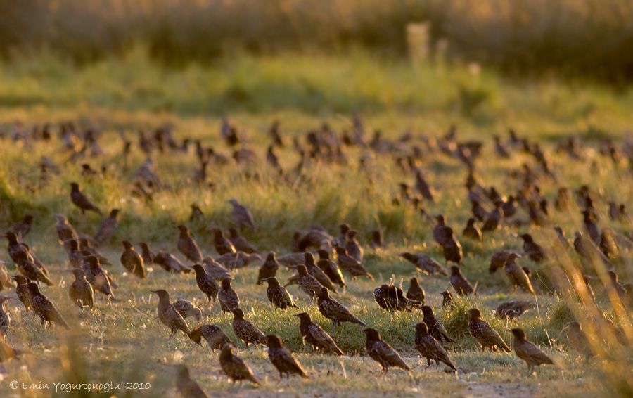 Common Starling