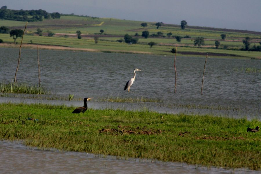 Grey Heron