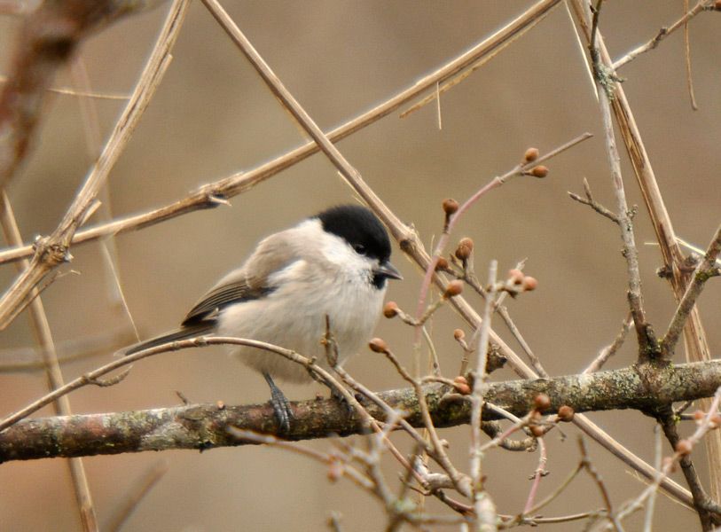 Marsh Tit