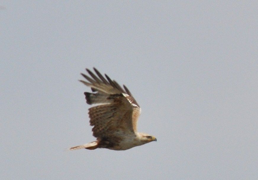 Long-legged Buzzard