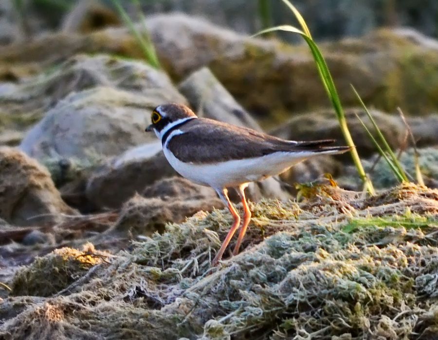Little Ringed Plover