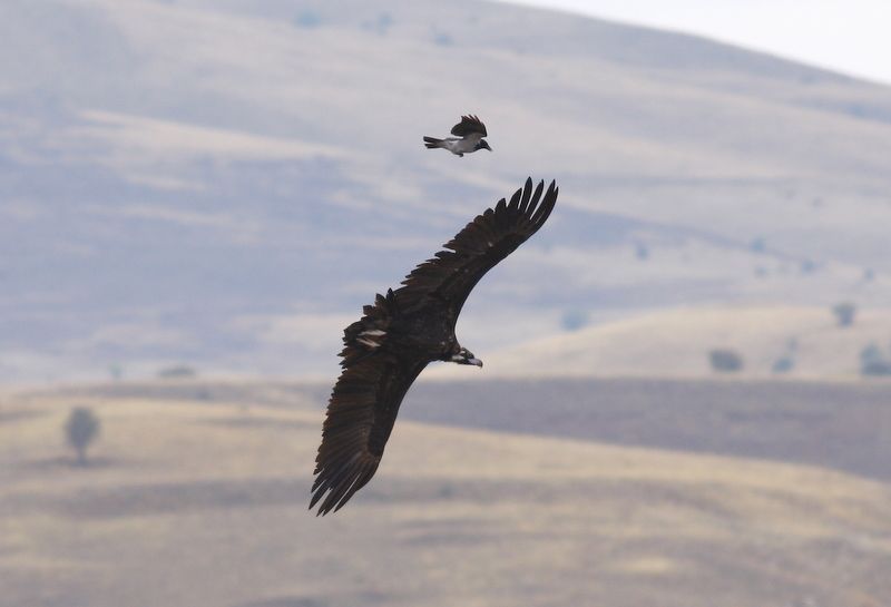 Hooded Crow