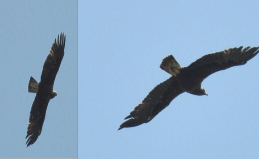 Eastern Imperial Eagle