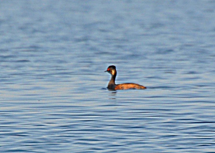 Black-necked Grebe