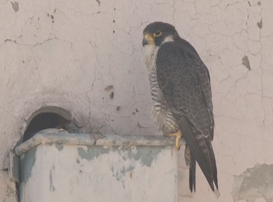 Peregrine Falcon
