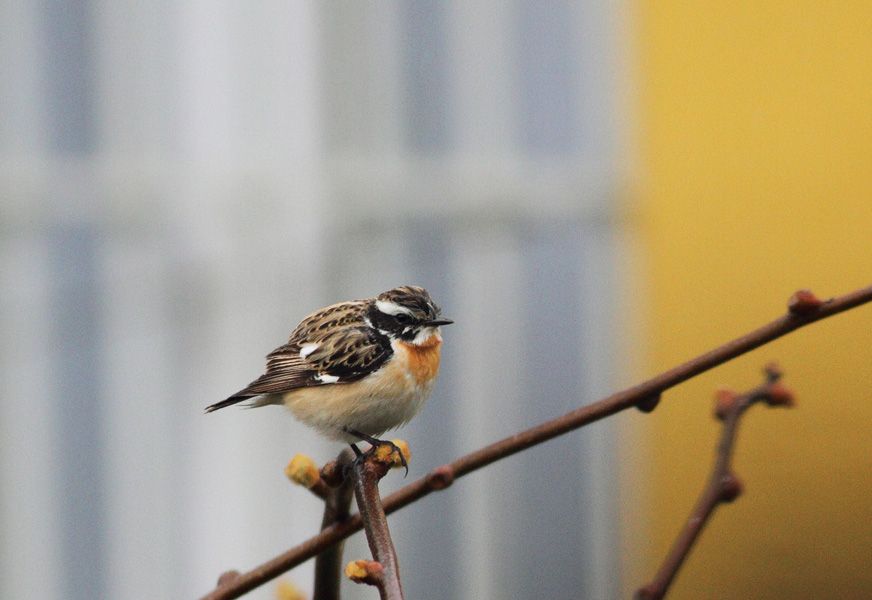 Whinchat