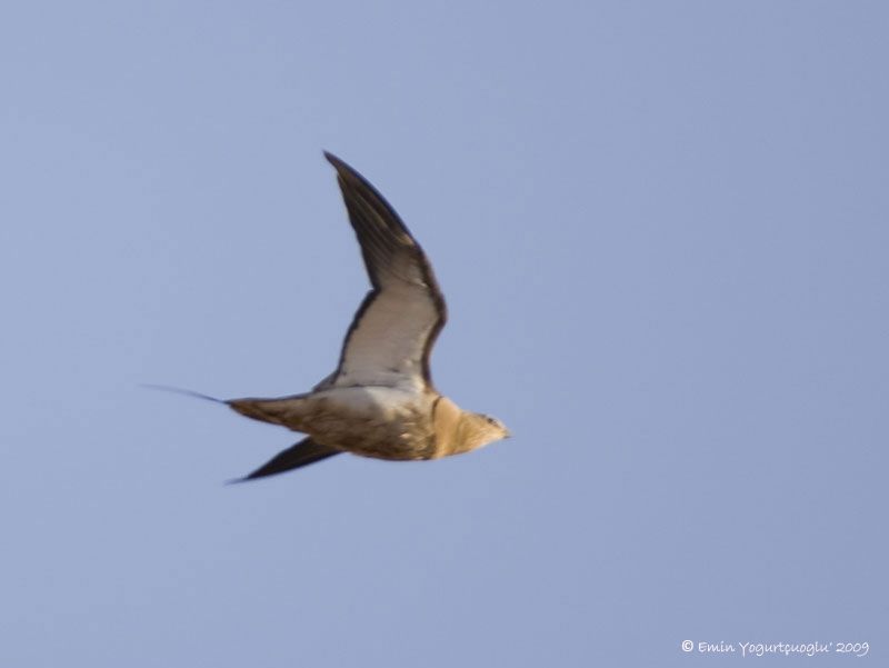 Pin-tailed Sandgrouse