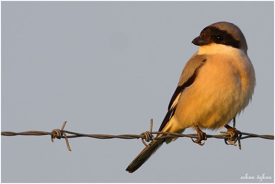 Lesser Grey Shrike
