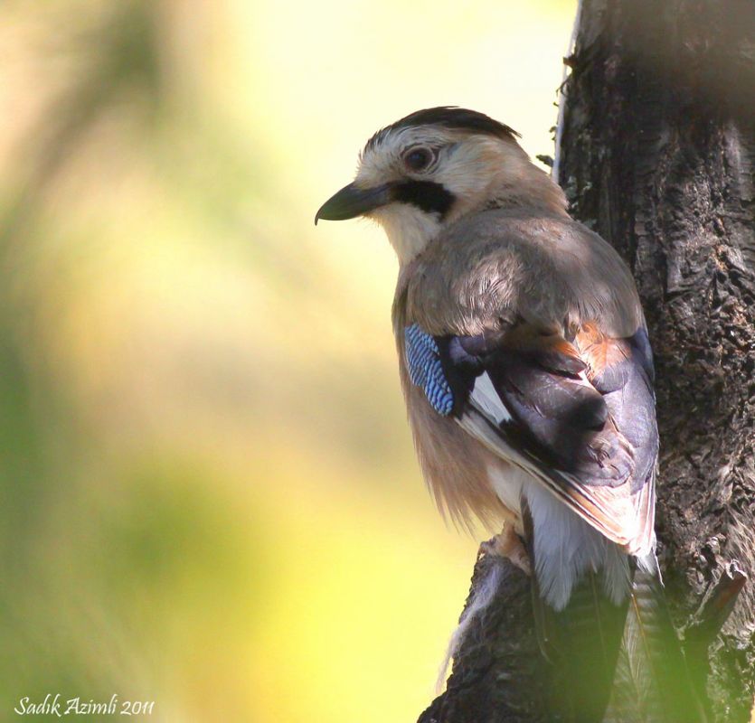 Eurasian Jay
