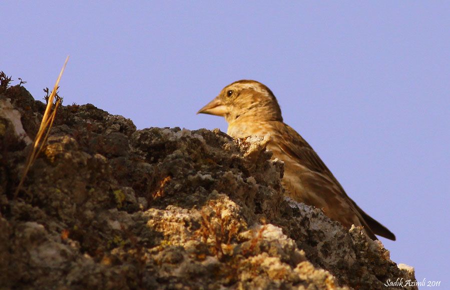 Rock Sparrow
